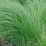 Carex haydenii.png